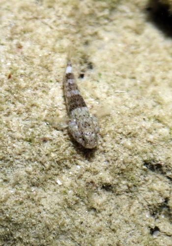 Bathygobius cyclopterus observed 2026-07-19