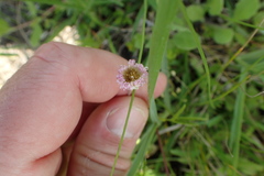 Erigeron geiseri