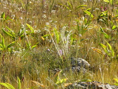 Stipa austroitalica