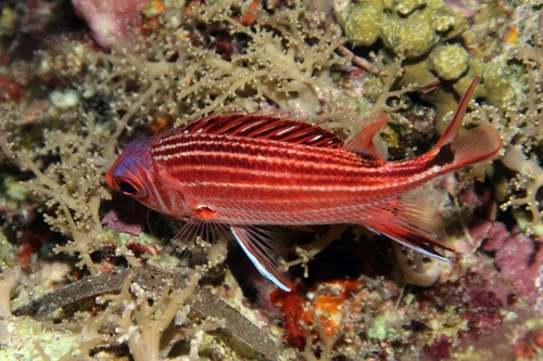 Sargocentron cornutum observed 2026-07-19