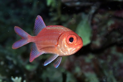 Myripristis hexagona observed 2026-07-19