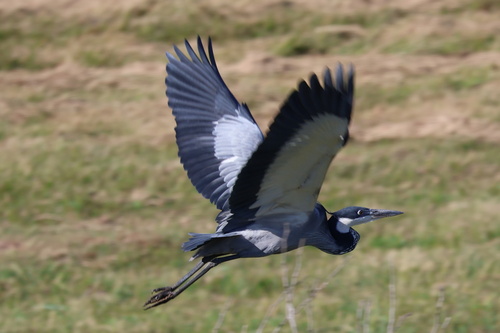 iNaturalist image