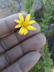 Osteospermum polygaloides