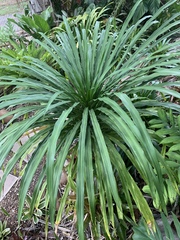 Dracaena umbraculifera