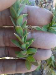 Osteospermum polygaloides