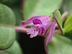 Polygala japonica