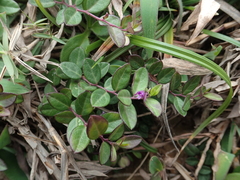 Polygala japonica