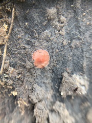 Phrurolithidae
