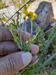 Osteospermum polygaloides