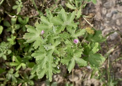 Geranium divaricatum