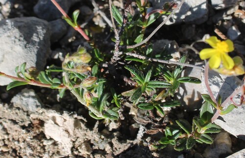 Helianthemum oelandicum, photograph 4