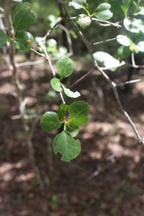 Crataegus reverchonii