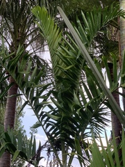 Dypsis lanceolata