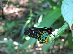 Ornithoptera