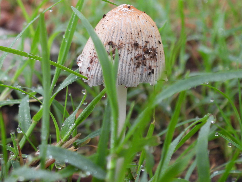 flocculose inkcap · July 2026 · photo: Photo: (c) Oscar Alejandro Morales Juárez, some rights reserved (CC BY-SA) · iNaturalist