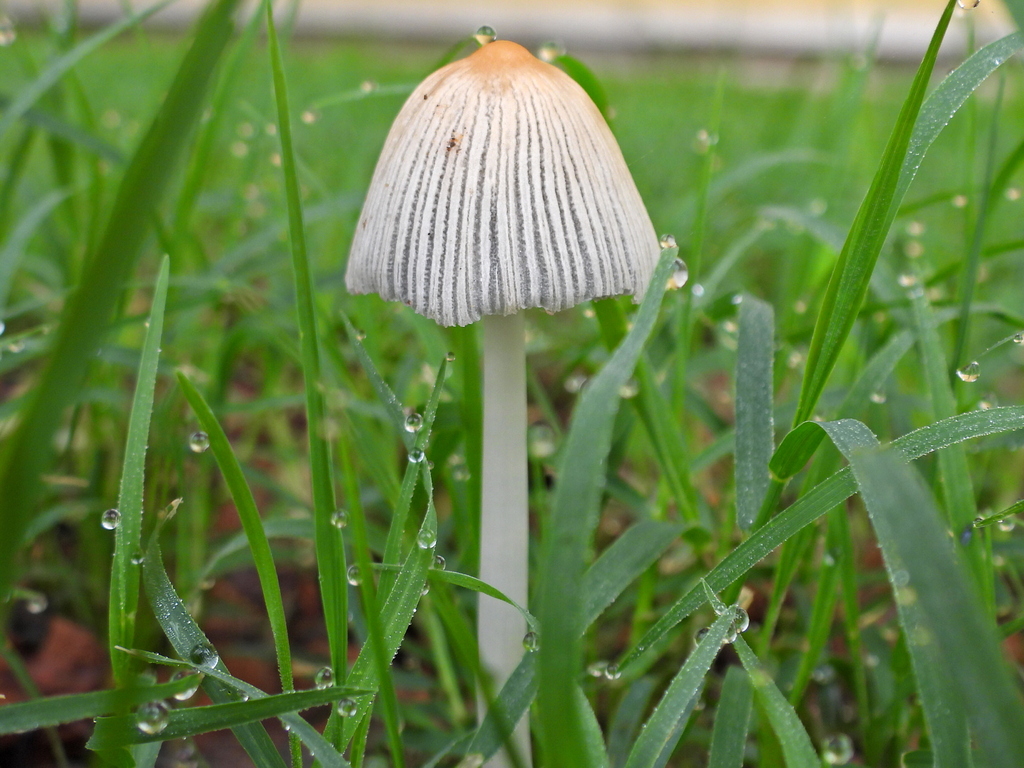 flocculose inkcap · July 2026 · photo: Photo: (c) Oscar Alejandro Morales Juárez, some rights reserved (CC BY-SA) · iNaturalist