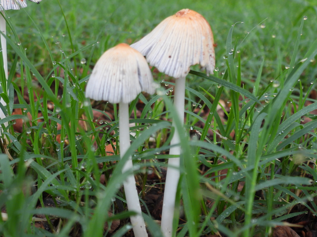 flocculose inkcap · July 2026 · photo: Photo: (c) Oscar Alejandro Morales Juárez, some rights reserved (CC BY-SA) · iNaturalist