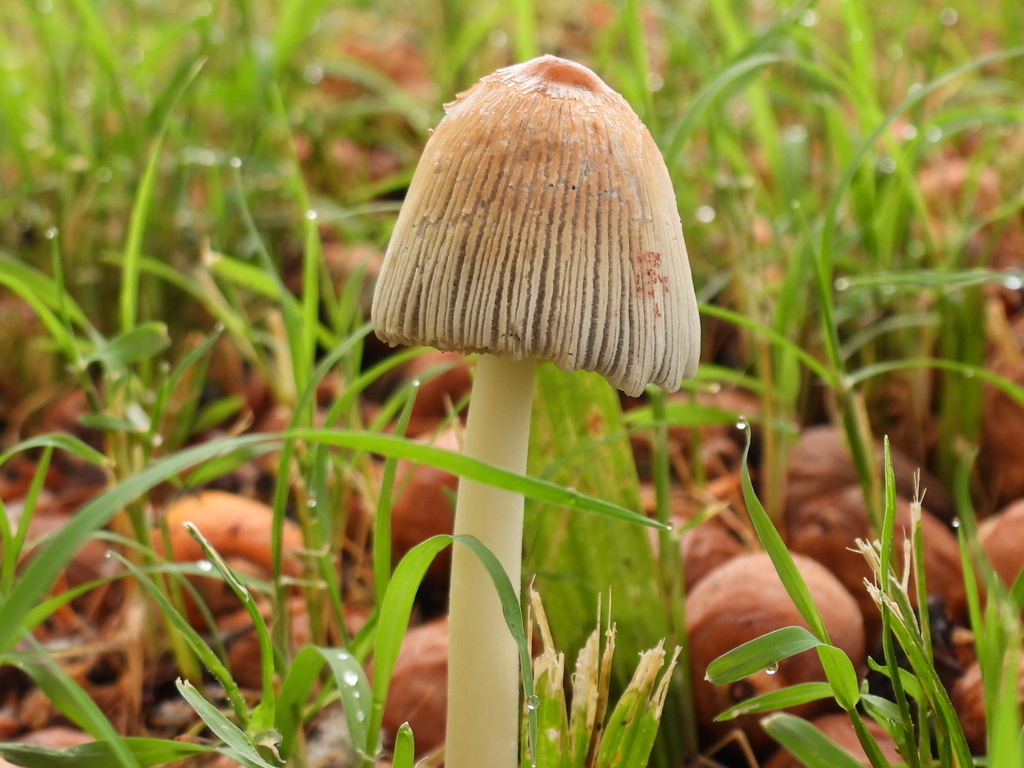 flocculose inkcap · July 2026 · photo: Photo: (c) Oscar Alejandro Morales Juárez, some rights reserved (CC BY-SA) · iNaturalist