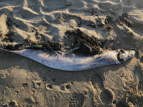 Slender ribbonfish (Trachipterus ishikawae) — Trachipteridae — 5