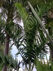 Dypsis lanceolata