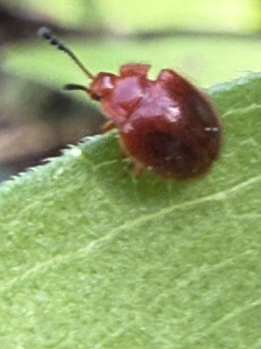 Stenotarsus observed 2026-07-20