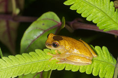 Dendropsophus triangulum