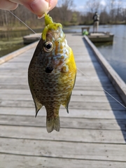 Lepomis gibbosus × macrochirus