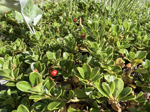 bearberry