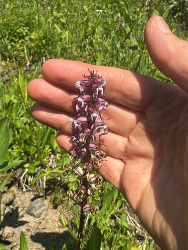 Elephant's-Head lousewort