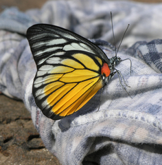 Prioneris clemanthe