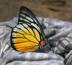 Prioneris clemanthe