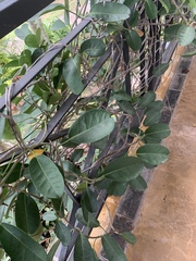 Stephanotis floribunda