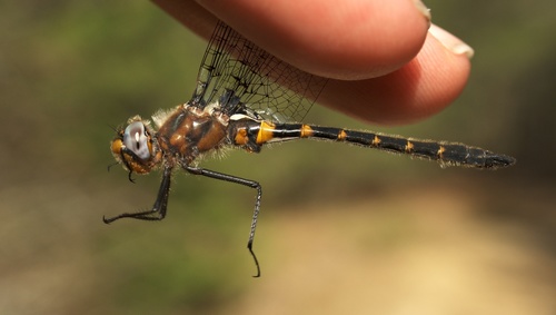 Selys' Sundragon photographed in Maryland