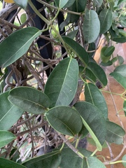 Stephanotis floribunda