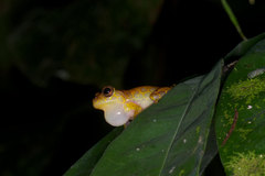 Dendropsophus triangulum