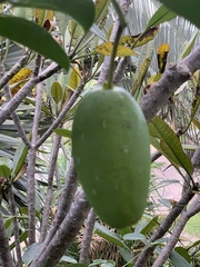 Stephanotis floribunda