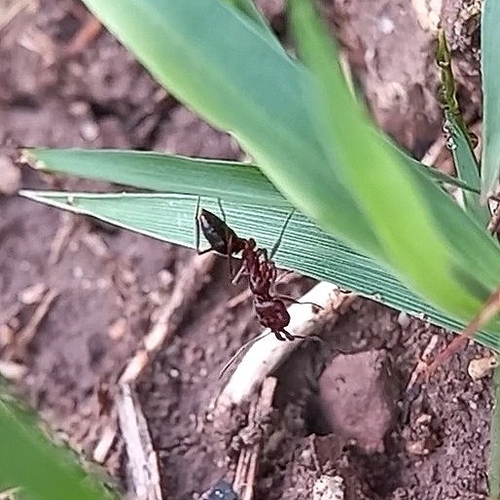 Hormiga trampa
