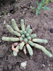 Euphorbia inermis