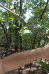 Crataegus reverchonii