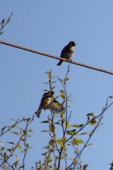Carduelis carduelis