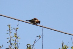 Carduelis carduelis