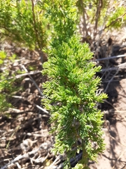 Asparagus capensis