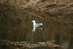 Larus fuscus barabensis
