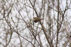Phylloscopus collybita