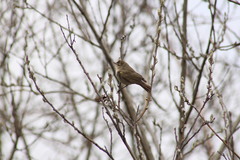 Phylloscopus collybita