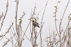 Bombycilla garrulus