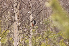 Dendrocopos major