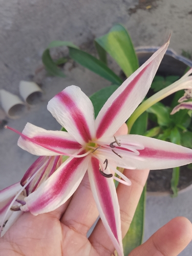 Crinum ornatum observed 2026-07-20