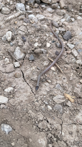 Southwestern Blackhead Snake