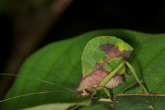 Typophyllum mortuifolium